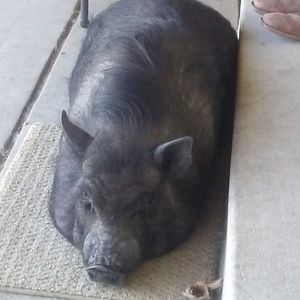 Meet your Posher, Barbara